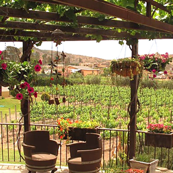 Recorre la Ruta del Vino